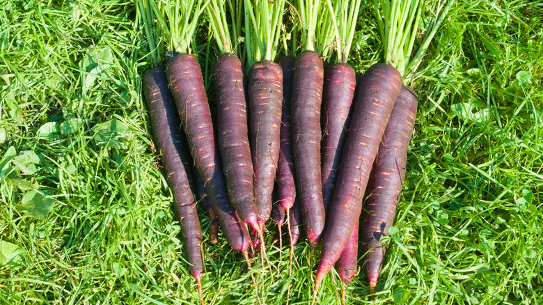 purple carrots in grass