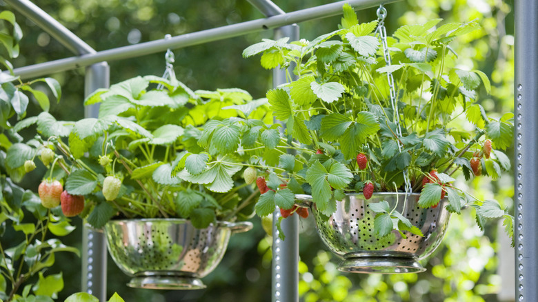 Strawberry plants in hanging metal colanders