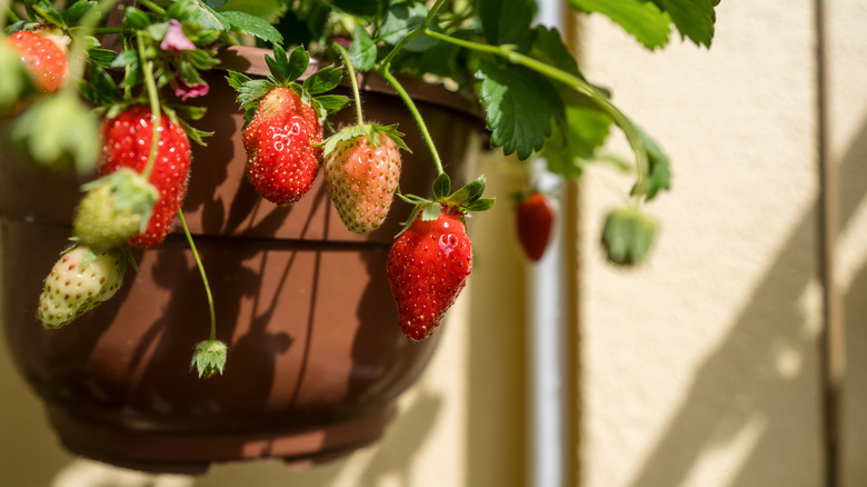 Hanging basket with a ripening strawberry plant