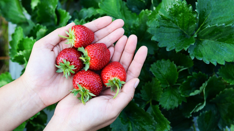 Hands holding fresh-picked strawberries in front of the plant