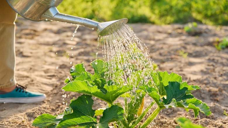 Gardener watering their squash plant