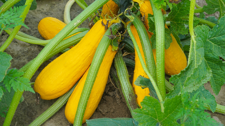 Yellow summer squash on plant