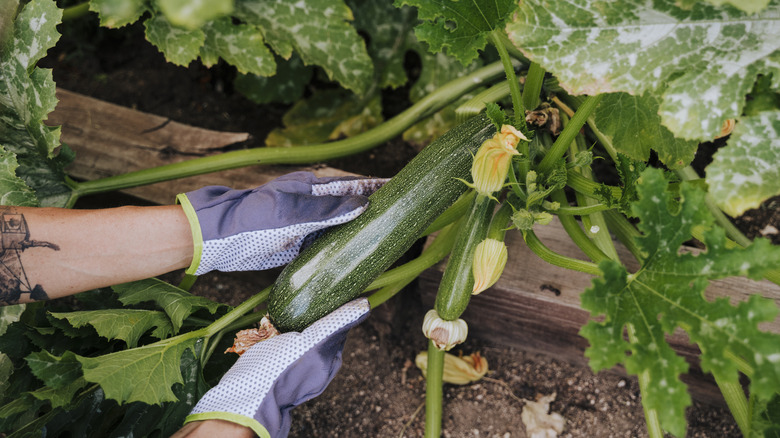 Hand holding zucchini on plant