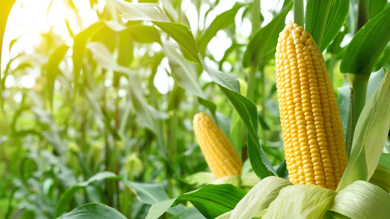 ears of corn on stalk