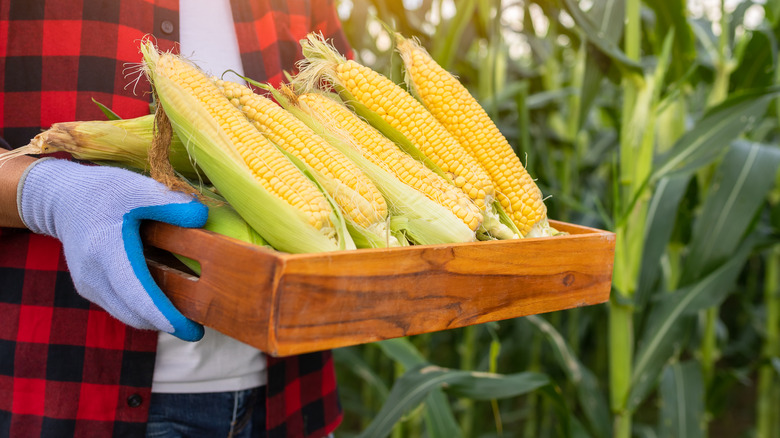 person holding harvested corn