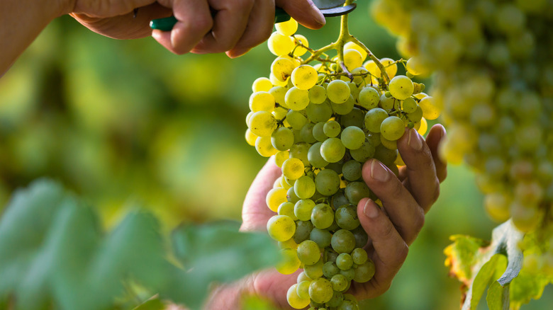 hands holding grapes