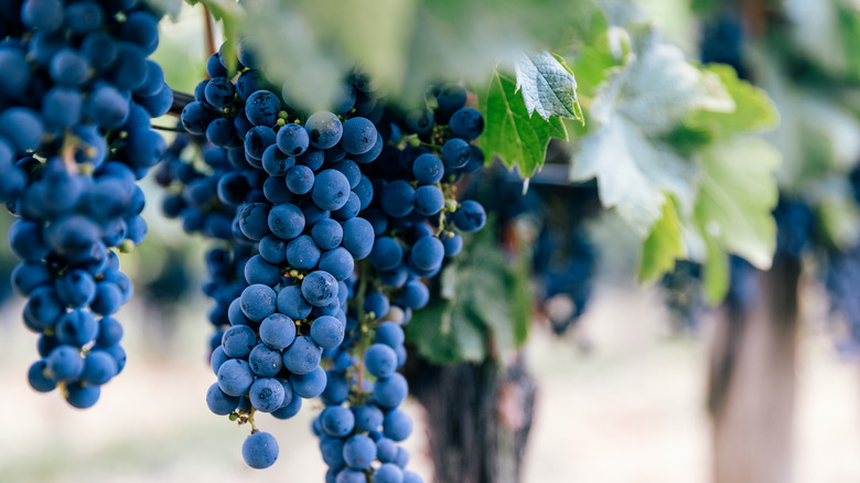 grapes on vine