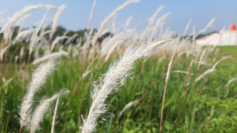 field of blooming Hierochloe odorata