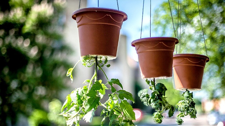 Upside tomatoes in sunlight