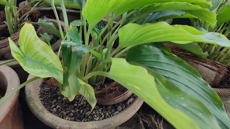 Turmeric plants growing in clay pots