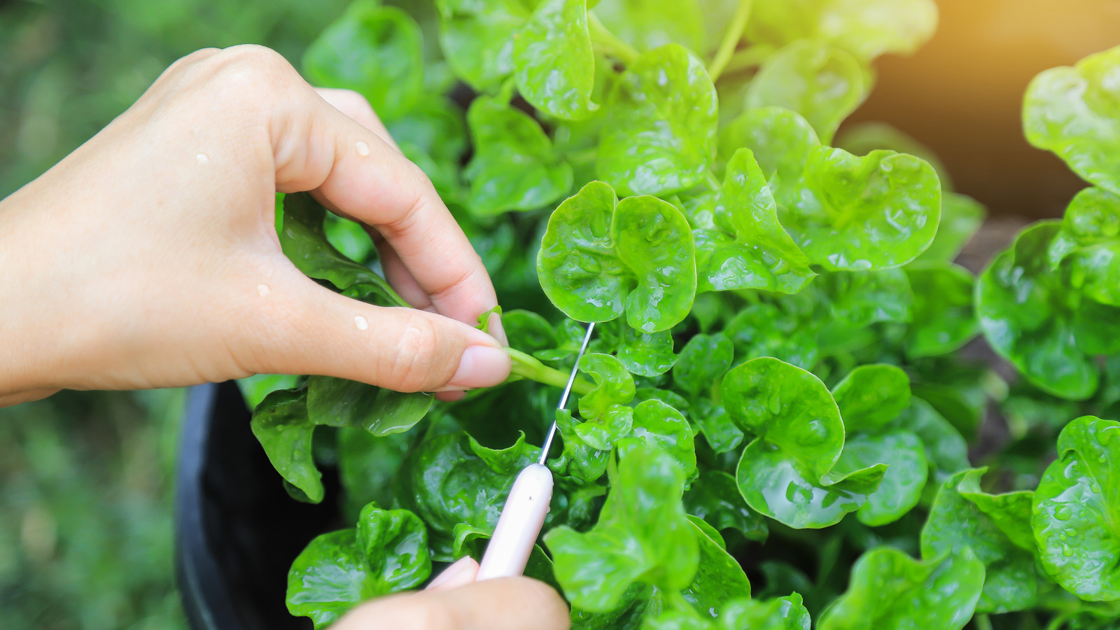 How To Grow Watercress In Containers To Avoid Invasion & Add To Your ...