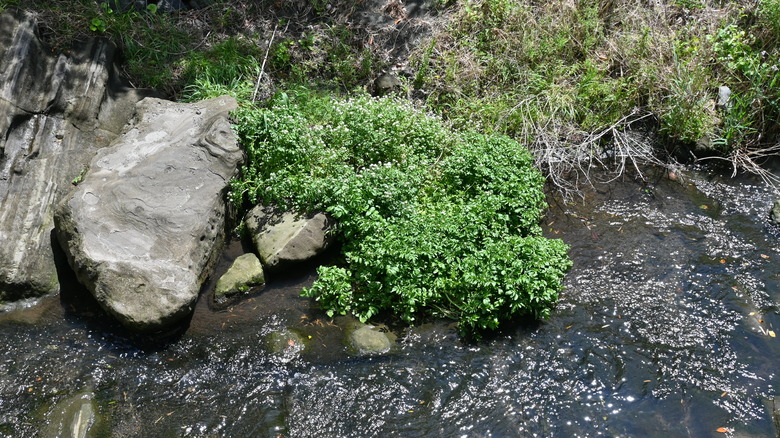 watercress growing wild in stream