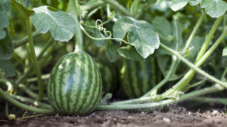 Young watermelon on the vine