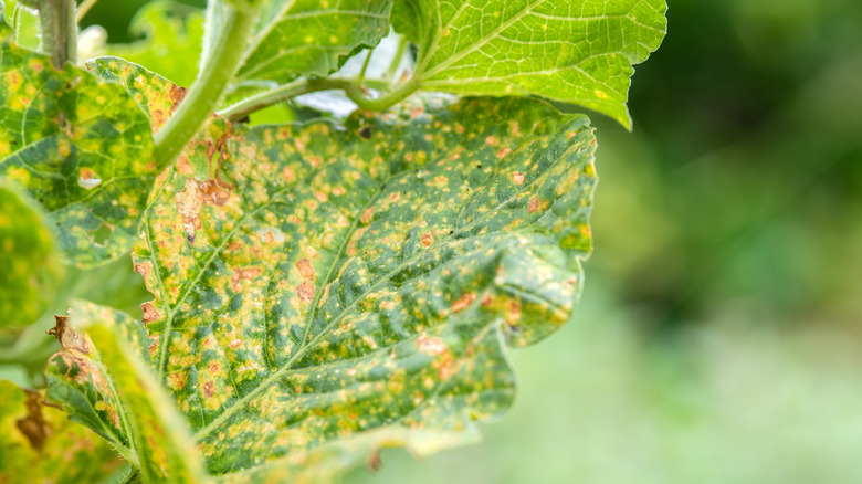 Melon leaves with mildew