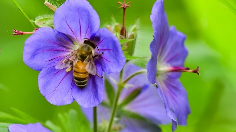 bee on a wild geranium flower