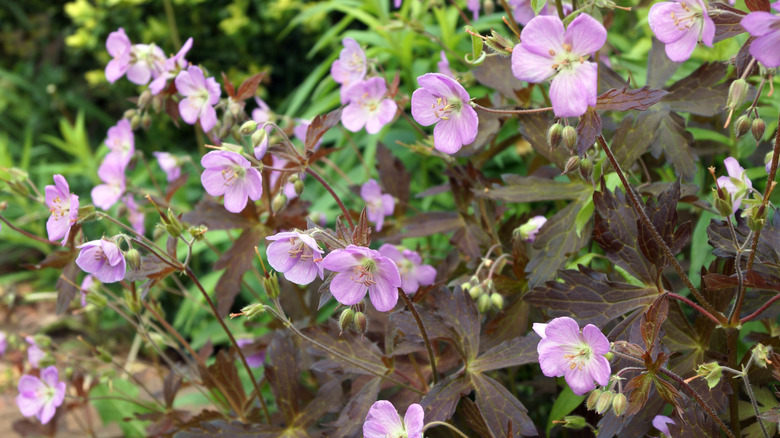 Geranium maculatum 'Espresso'