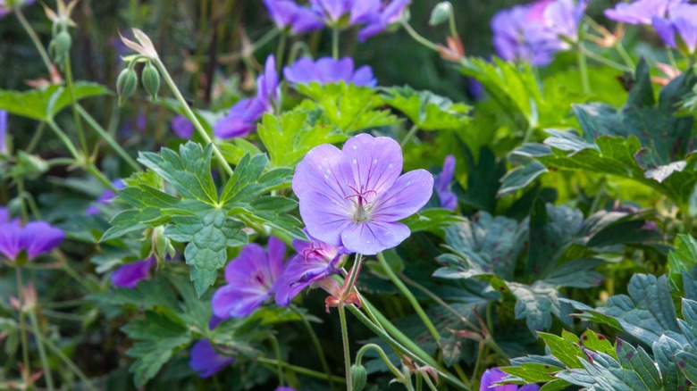 Geranium maculatum blooming