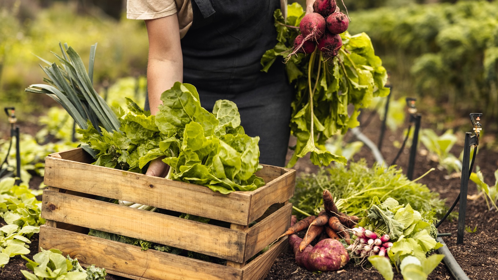 How To Grow Your Own Victory Garden