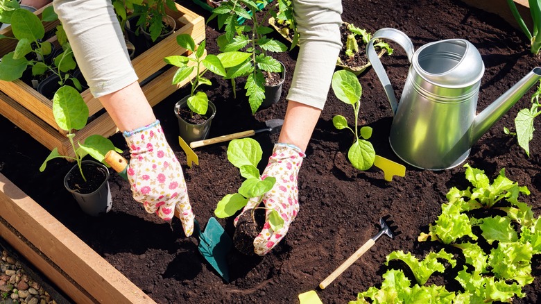 gardener planting vegetables