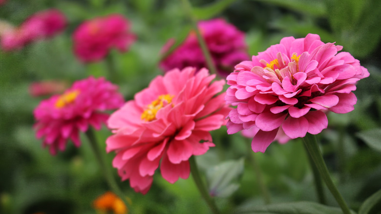 Colorful zinnias growing outside