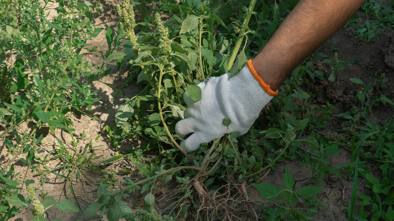 pulling out weeds in garden