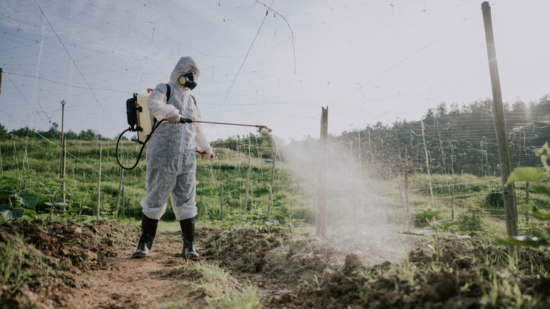 herbicide being used in garden