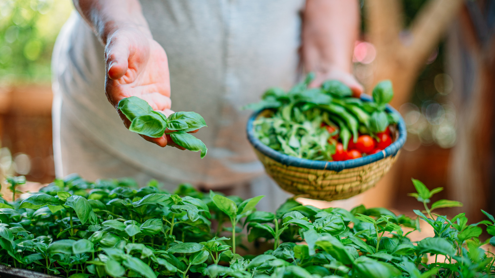 How To Harvest Basil For More Growth