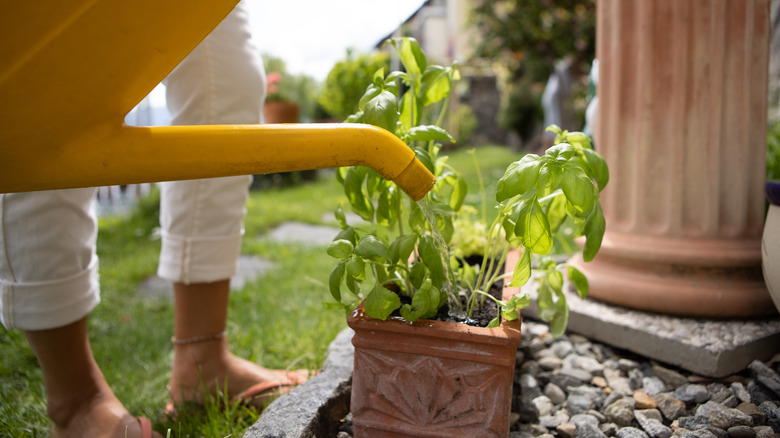 Person watering basil plants