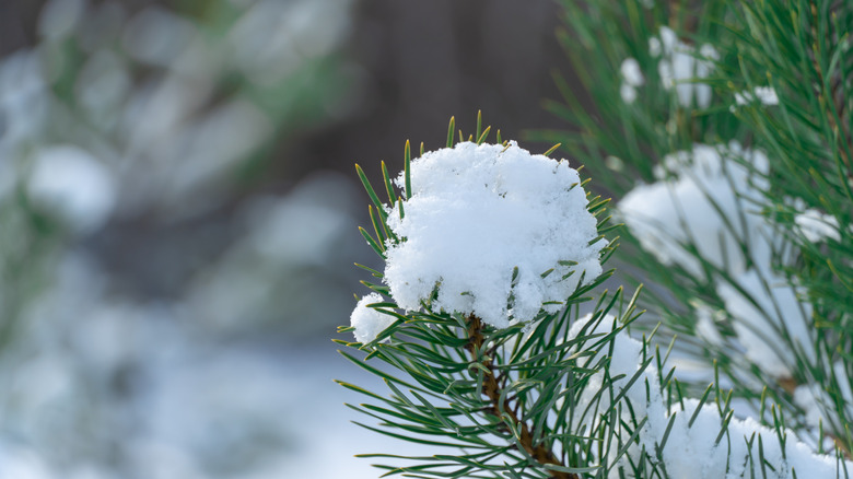 A snowy pine branch outdoors