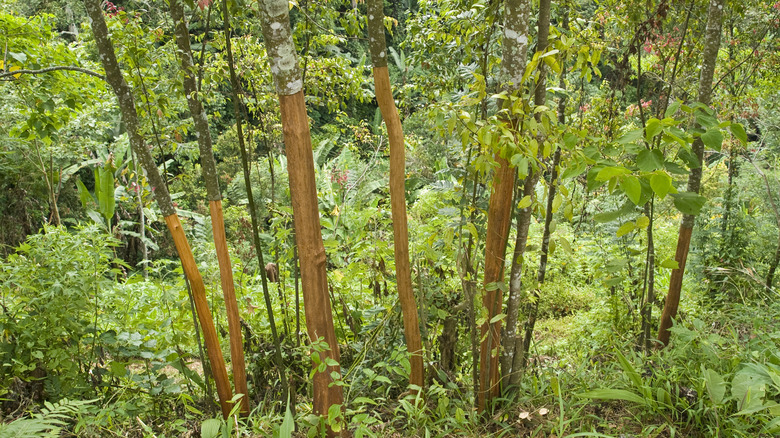 how-to-harvest-cinnamon-from-your-tree