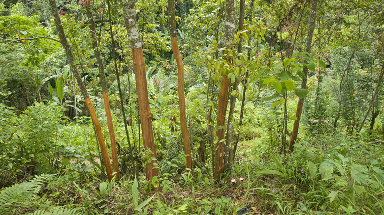 Cinnamon trees in forest