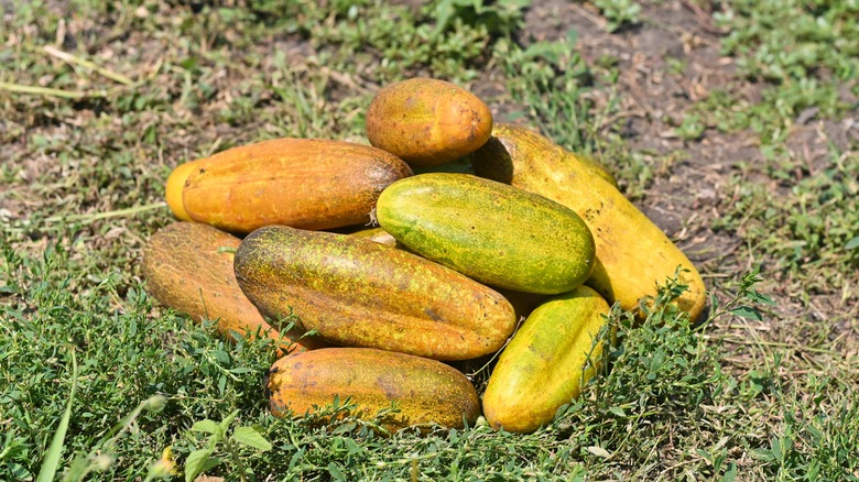 You can save seeds from overripe cucumbers.