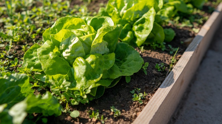 romaine lettuce in a garden bed