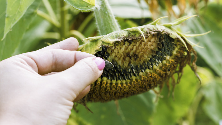 gardener harvesting sunflower seeds