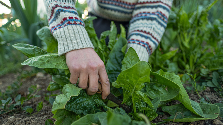 Person harvesting spinach