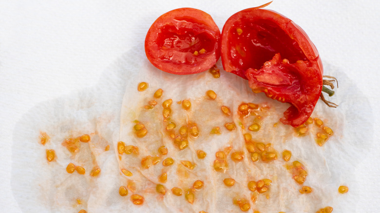 tomato seeds on paper towel