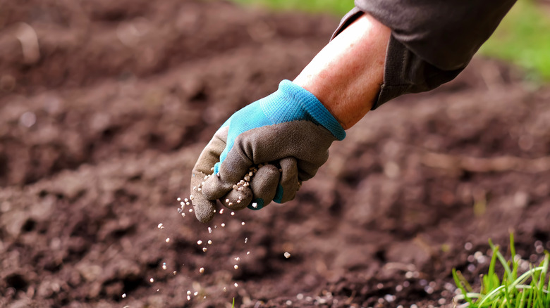 person sprinkling seeds in garden