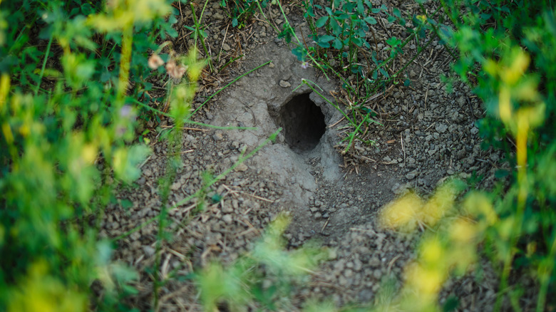 Rat hole in ground