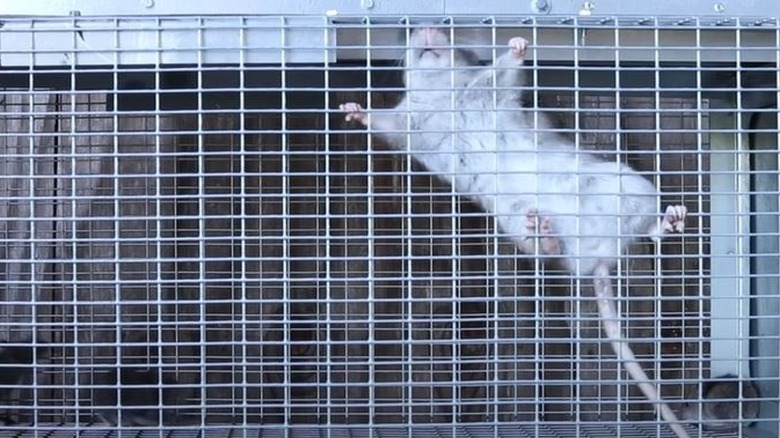 Rat trapped in metal cage