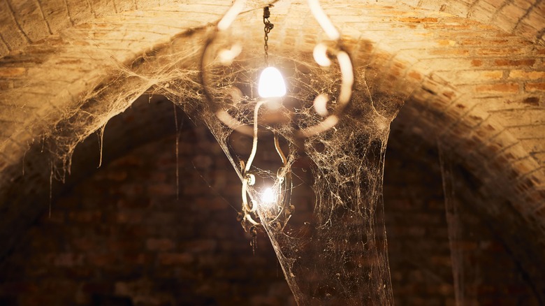 Dusty cellar spider webs