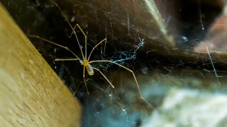 Cellar spider in its web