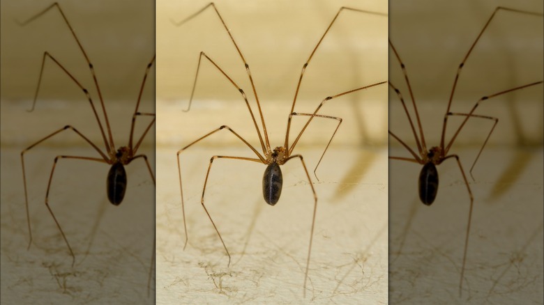 Cellar spider with banded legs and fiddle shape on back