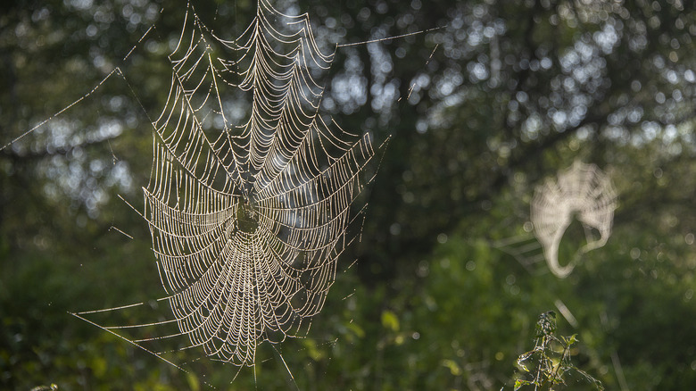 Large spider web