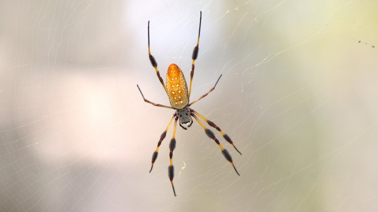 Golden silk orb weaver spider