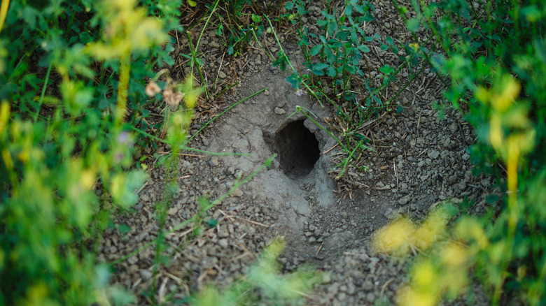 mouse hole in ground