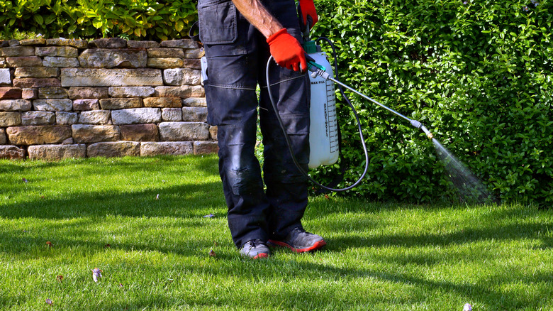 spraying lawn with gloved hands