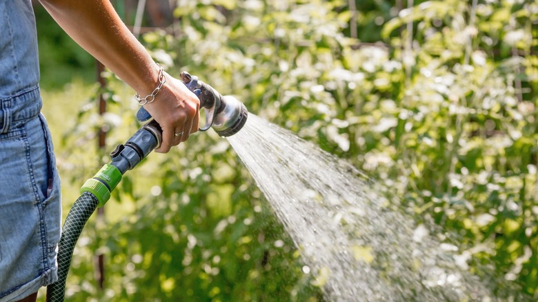 spraying water on lawn