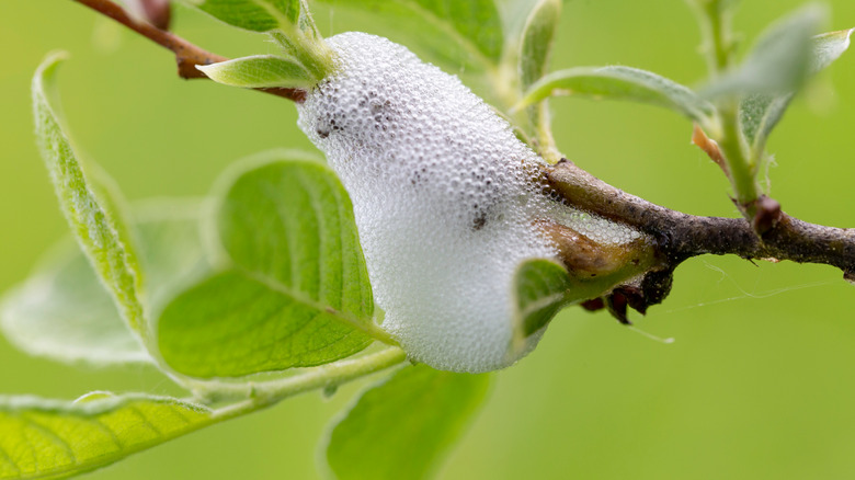 spittlebug with froth