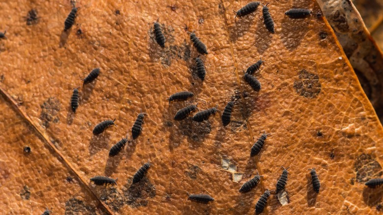 snow fleas on a leaf