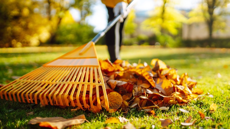 raking up leaves